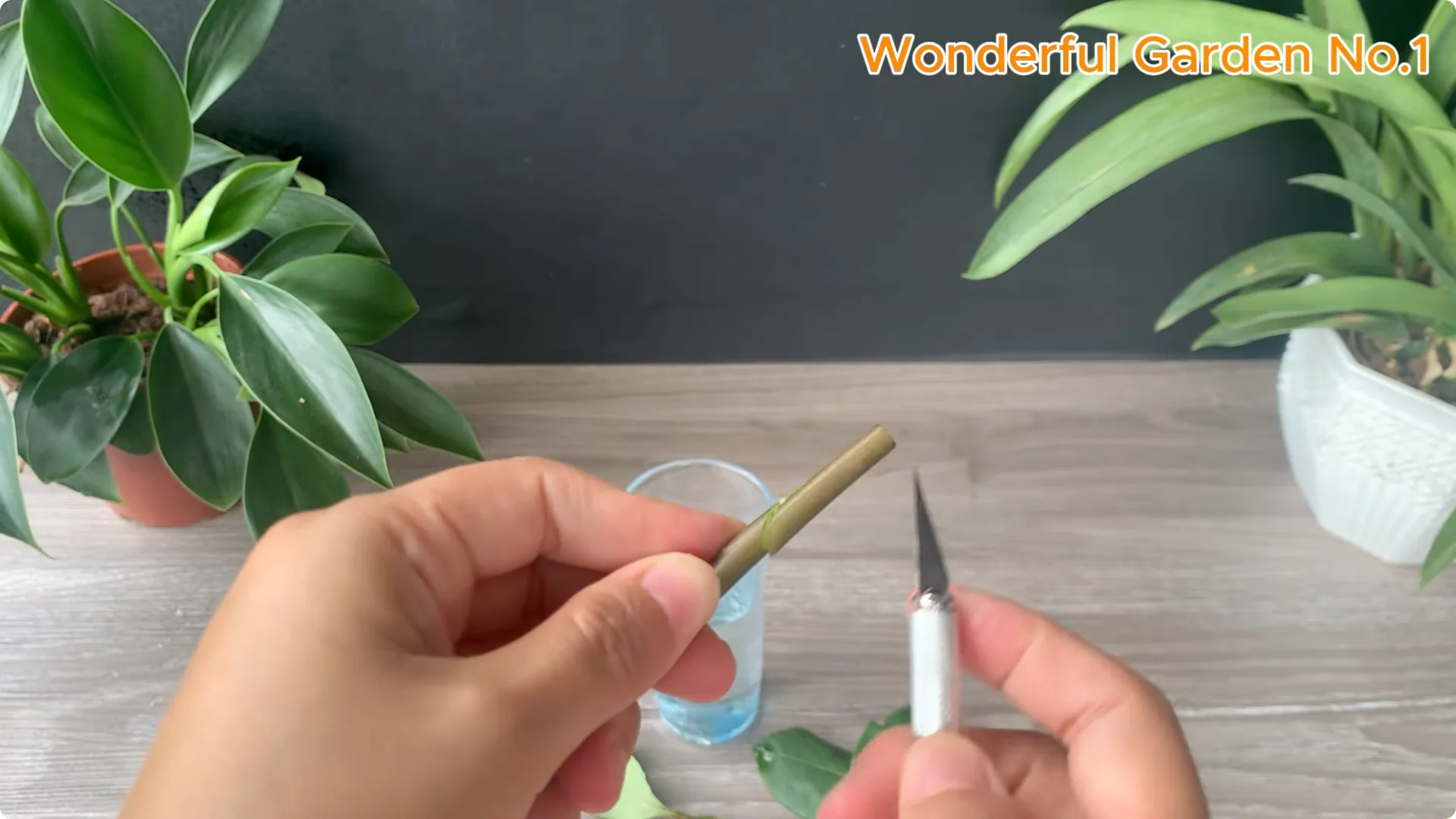 How Did Red Rose Boost Roots and Buds by 500% Overnight? screenshot 1