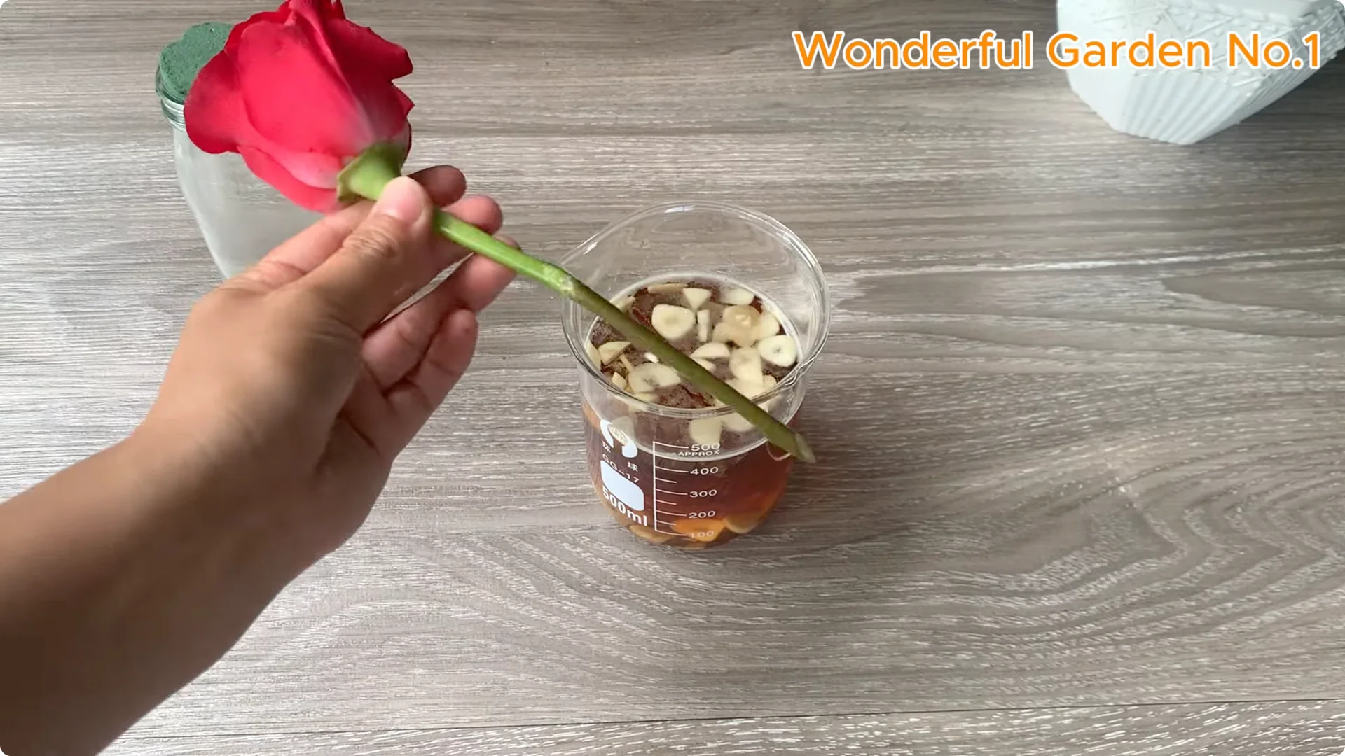 How Did Red Rose Boost Roots and Buds by 500% Overnight? screenshot 4