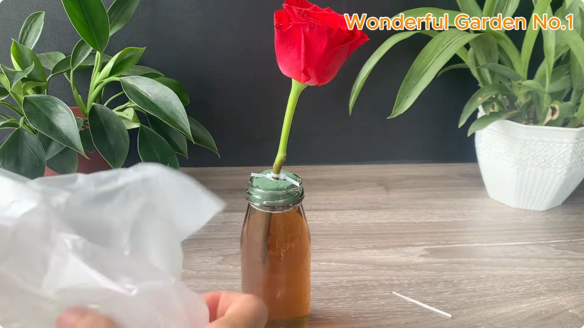 How Did Red Rose Boost Roots and Buds by 500% Overnight? screenshot 5