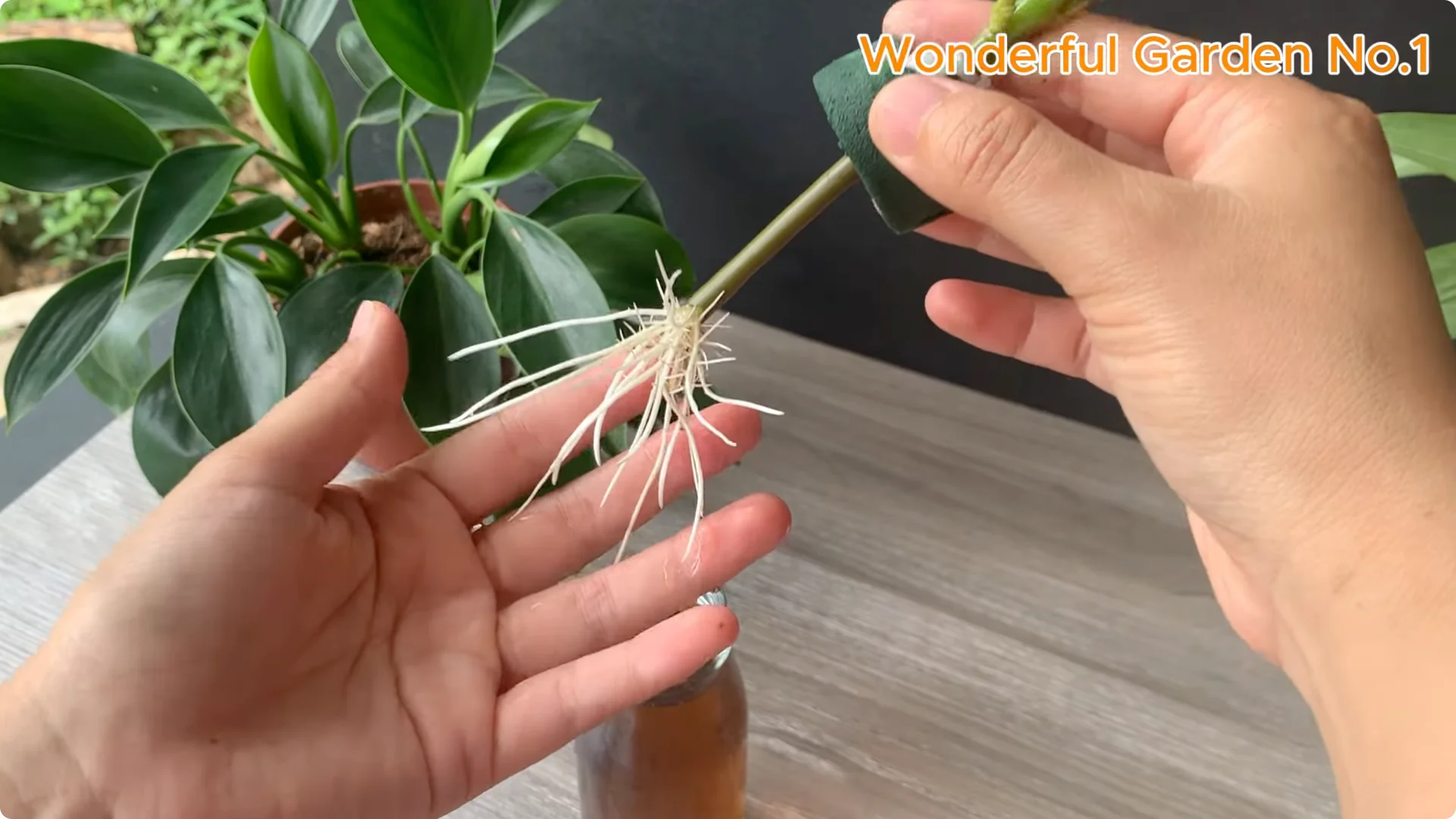 How Did Red Rose Boost Roots and Buds by 500% Overnight? screenshot 6