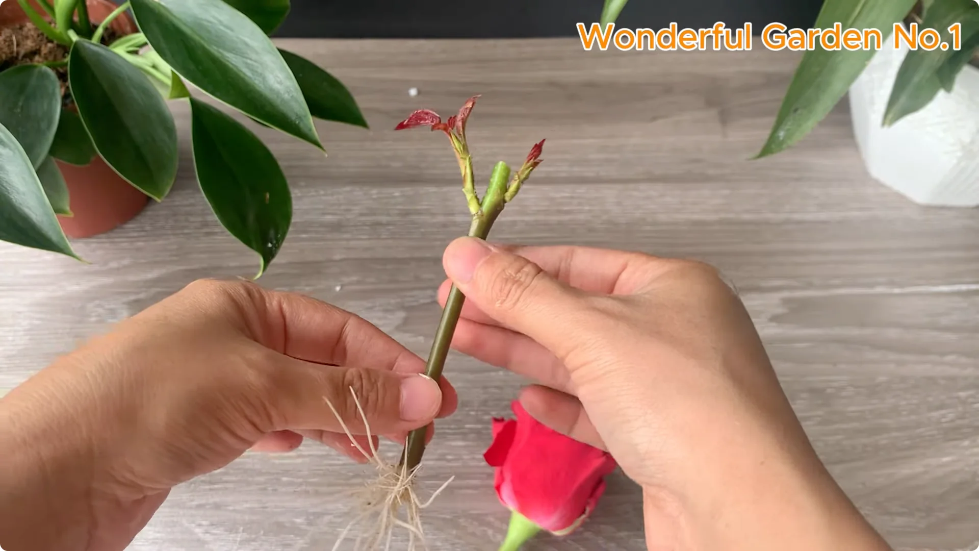 How Did Red Rose Boost Roots and Buds by 500% Overnight? screenshot 7