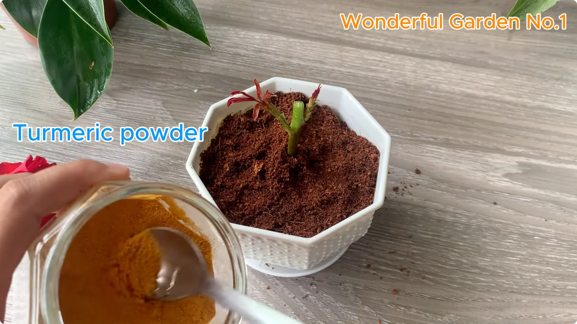 How Did Red Rose Boost Roots and Buds by 500% Overnight? screenshot 8