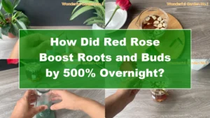 How Did Red Rose Boost Roots and Buds by 500% Overnight? - Featured Image