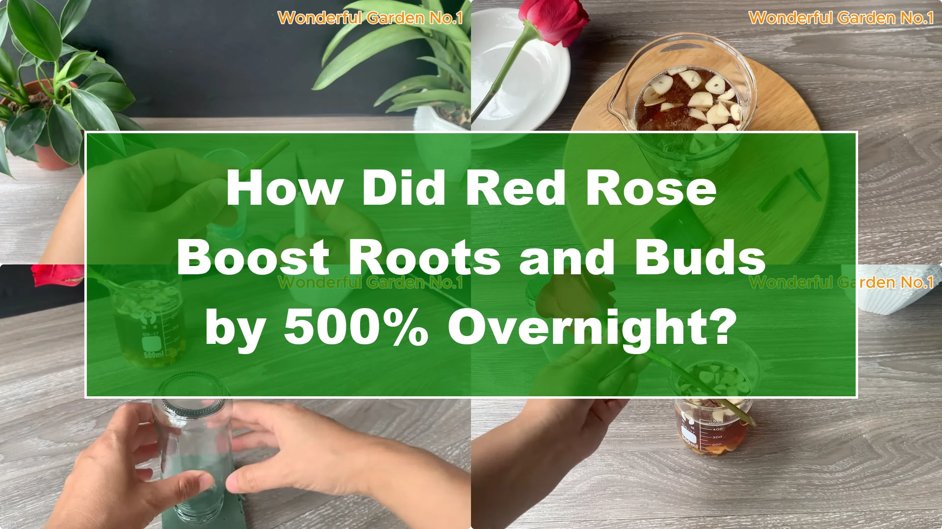 How Did Red Rose Boost Roots and Buds by 500% Overnight? - Featured Image