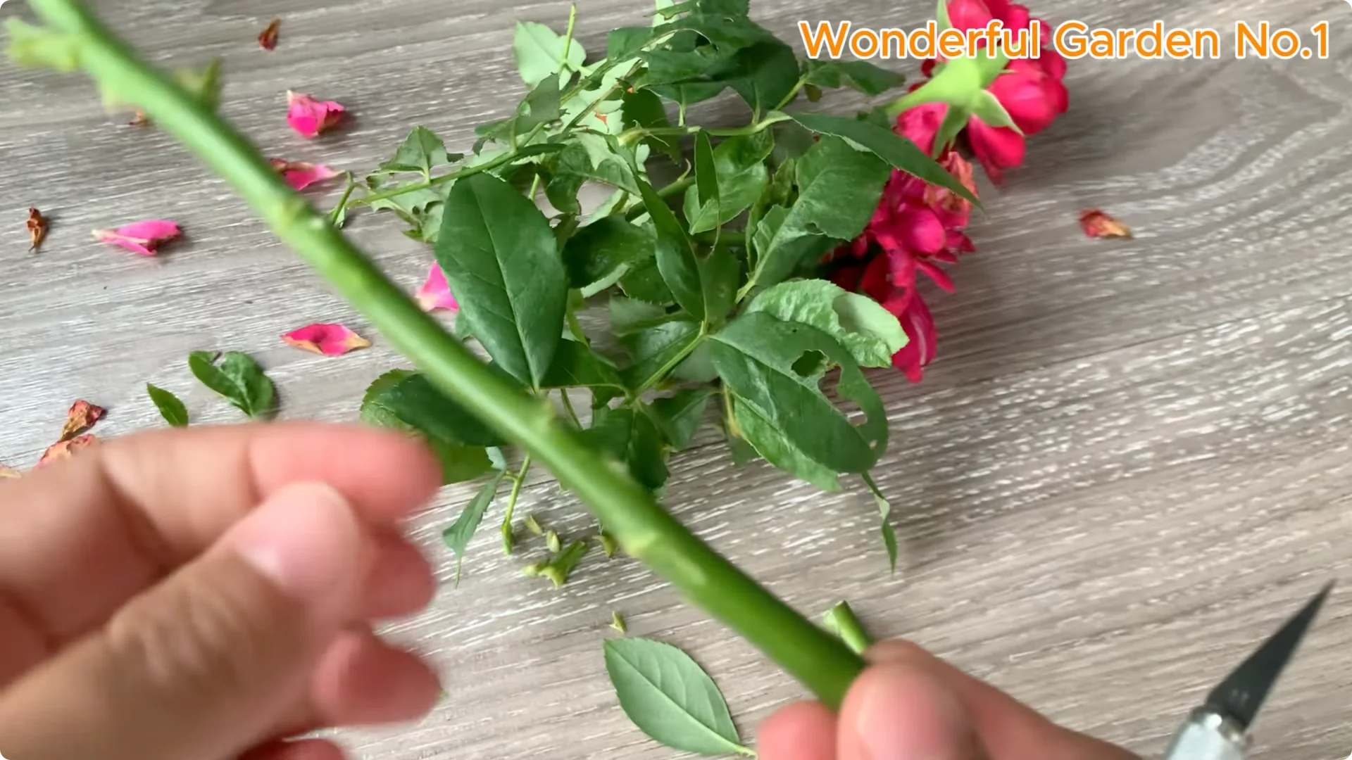 How Just 1 Cup Helps Rose Cuttings Root and Bloom Year-Round screenshot 1
