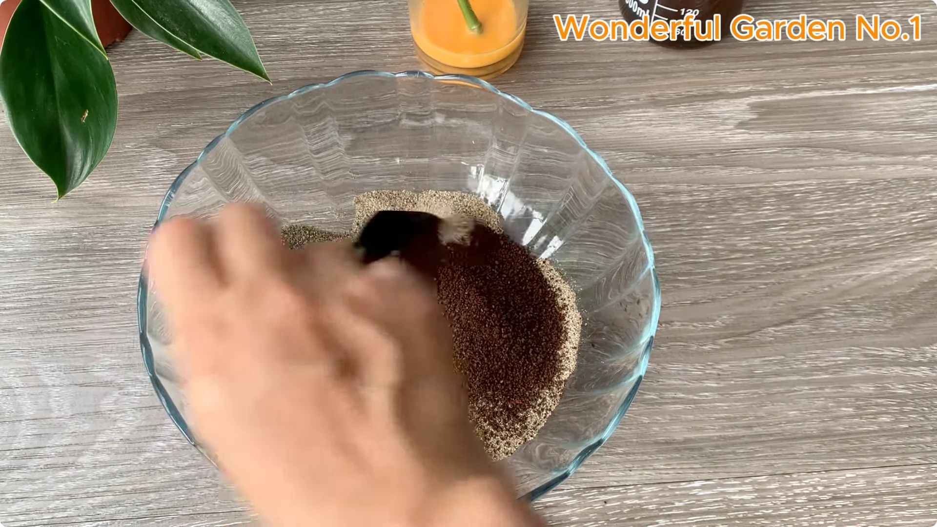 How Just 1 Cup Helps Rose Cuttings Root and Bloom Year-Round screenshot 4