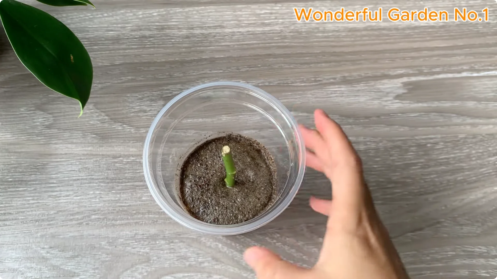 How Just 1 Cup Helps Rose Cuttings Root and Bloom Year-Round screenshot 5