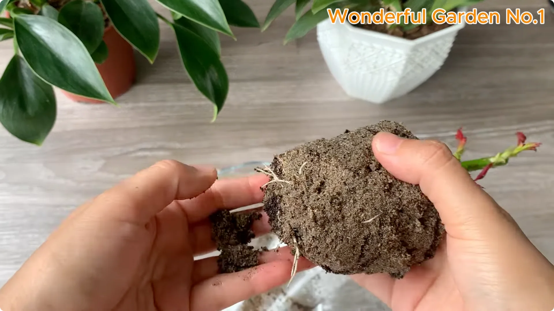 How Just 1 Cup Helps Rose Cuttings Root and Bloom Year-Round screenshot 6