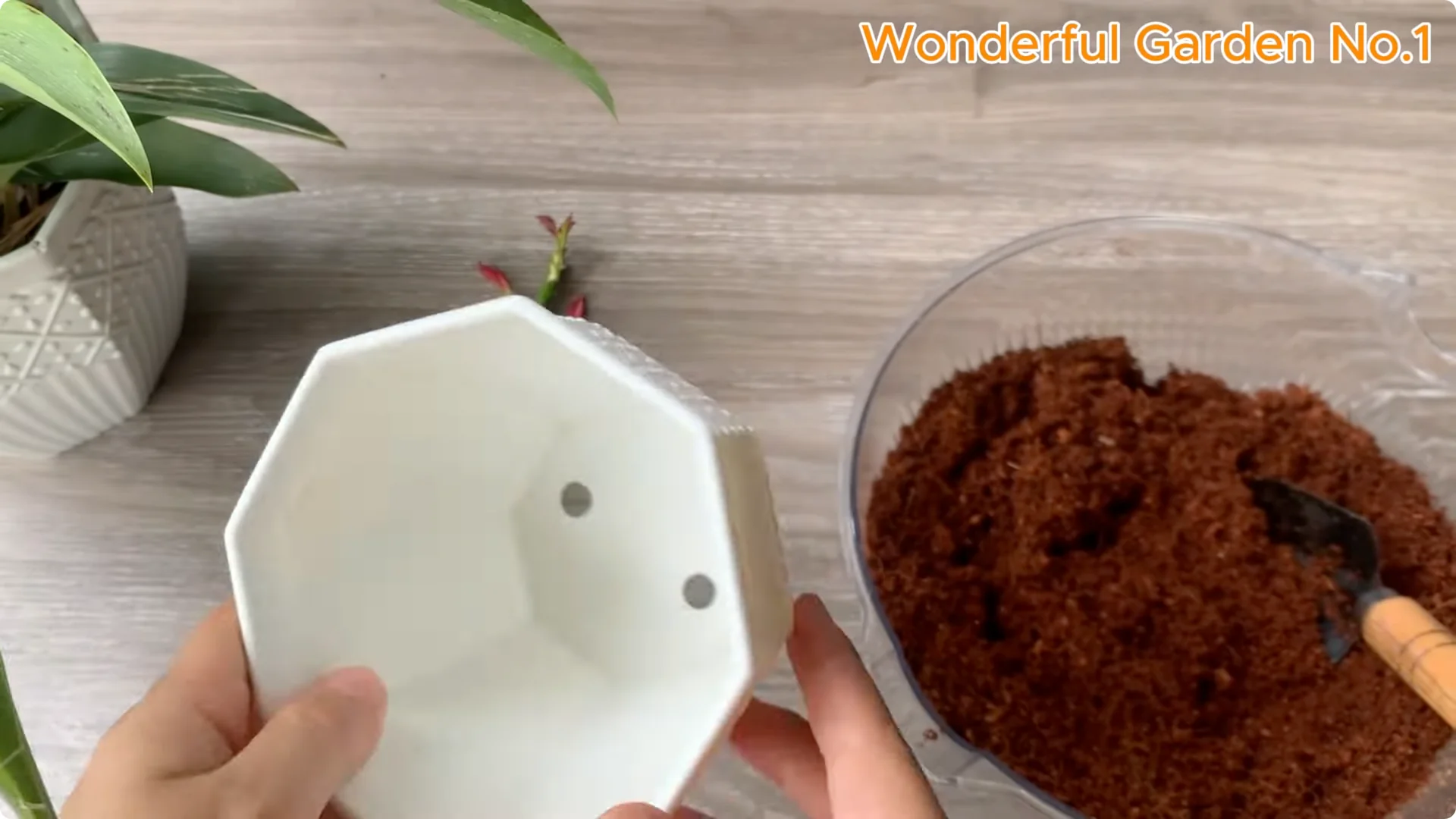 How Just 1 Cup Helps Rose Cuttings Root and Bloom Year-Round screenshot 7