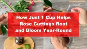 How Just 1 Cup Helps Rose Cuttings Root and Bloom Year-Round - Featured Image