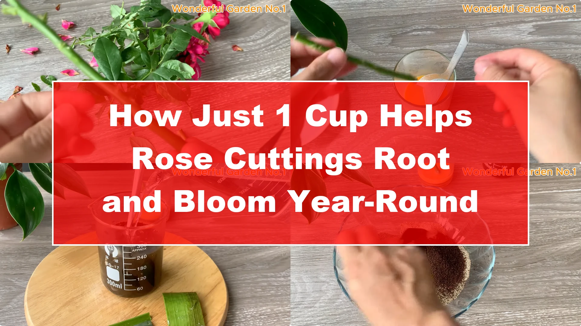 How Just 1 Cup Helps Rose Cuttings Root and Bloom Year-Round - Featured Image