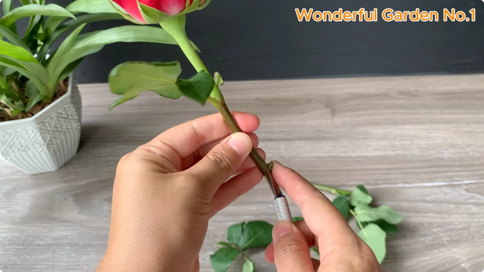 How One Bread Trick Makes Rose Cuttings Root and Bloom Year-Round screenshot 1