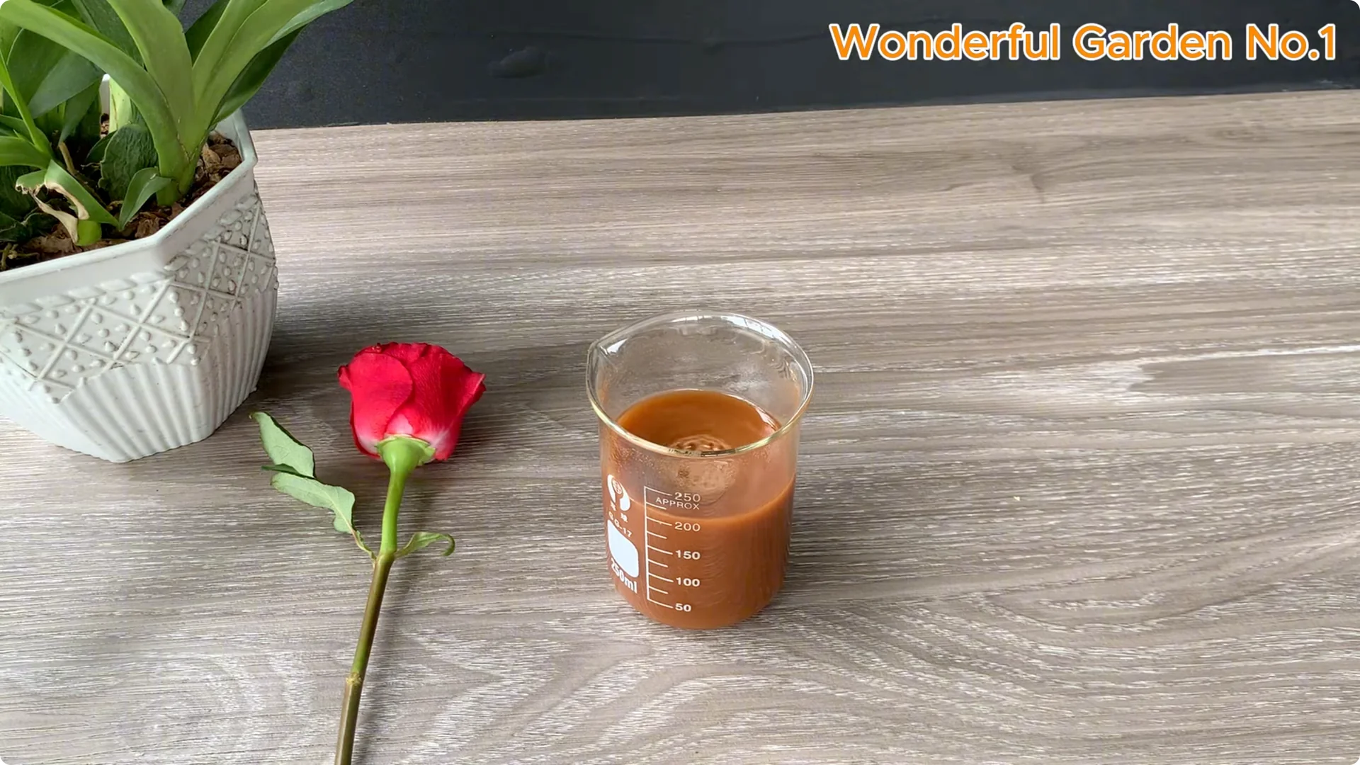 How One Bread Trick Makes Rose Cuttings Root and Bloom Year-Round screenshot 2