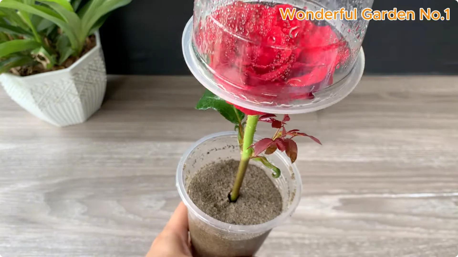 How One Bread Trick Makes Rose Cuttings Root and Bloom Year-Round screenshot 5