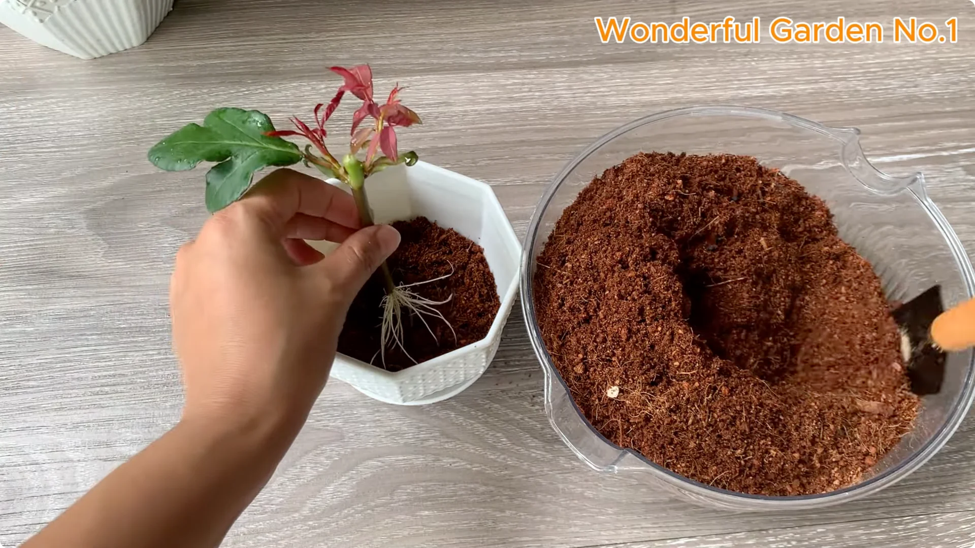 How One Bread Trick Makes Rose Cuttings Root and Bloom Year-Round screenshot 6