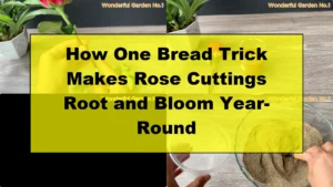 How One Bread Trick Makes Rose Cuttings Root and Bloom Year-Round - Featured Image