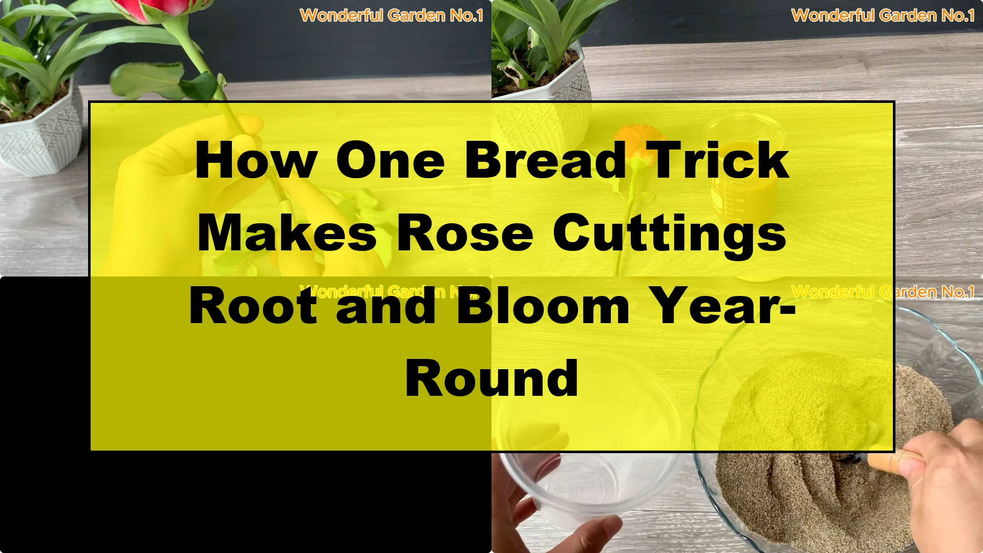 How One Bread Trick Makes Rose Cuttings Root and Bloom Year-Round - Featured Image