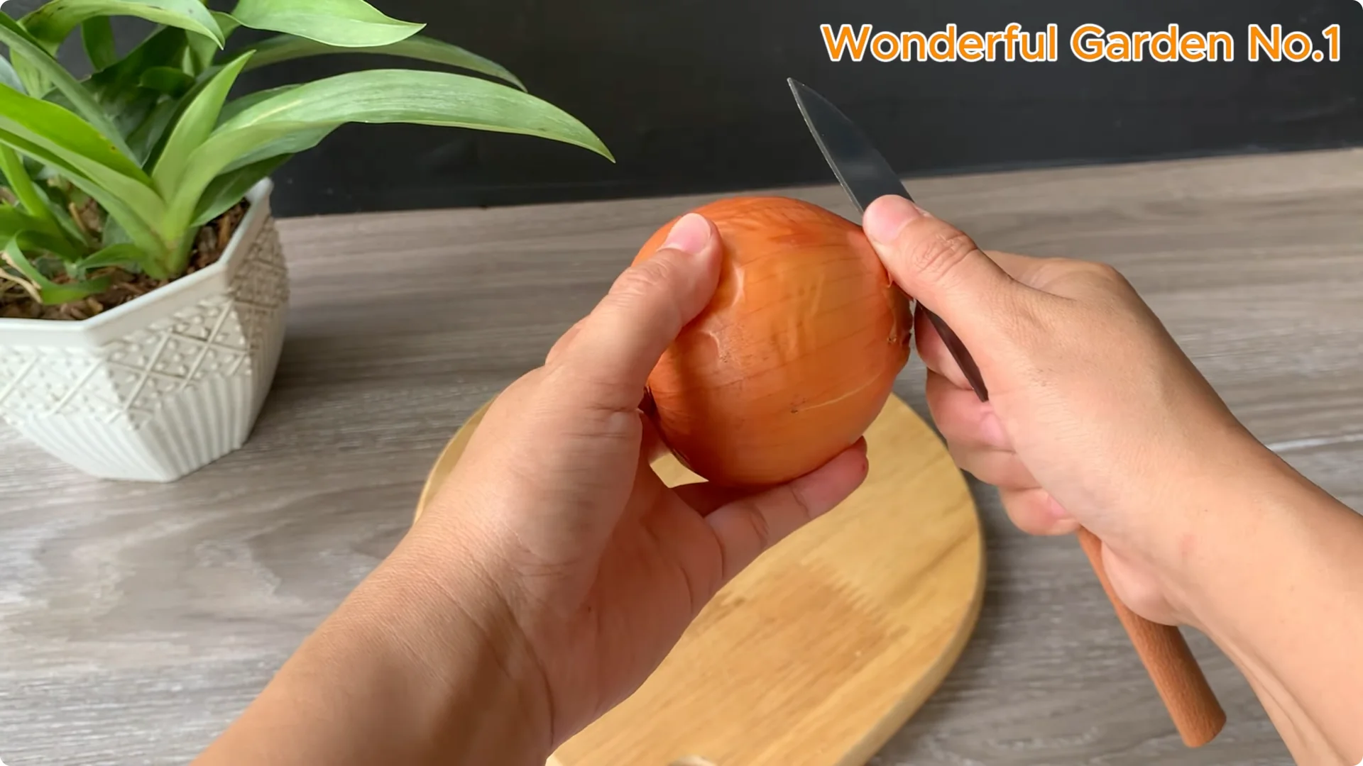 How One Rose Cutting Can Grow Hundreds of Roots screenshot 1