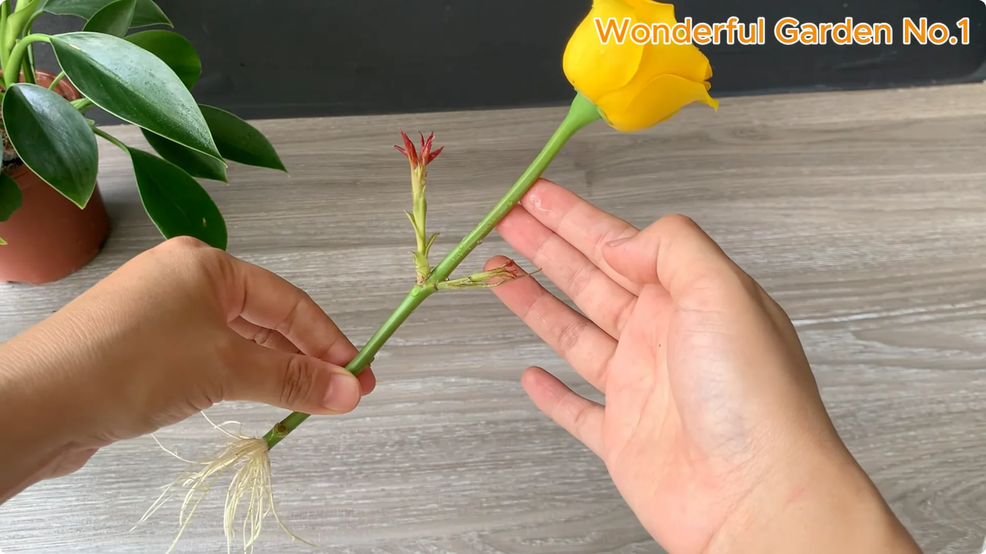 How One Rose Cutting Can Grow Hundreds of Roots screenshot 11