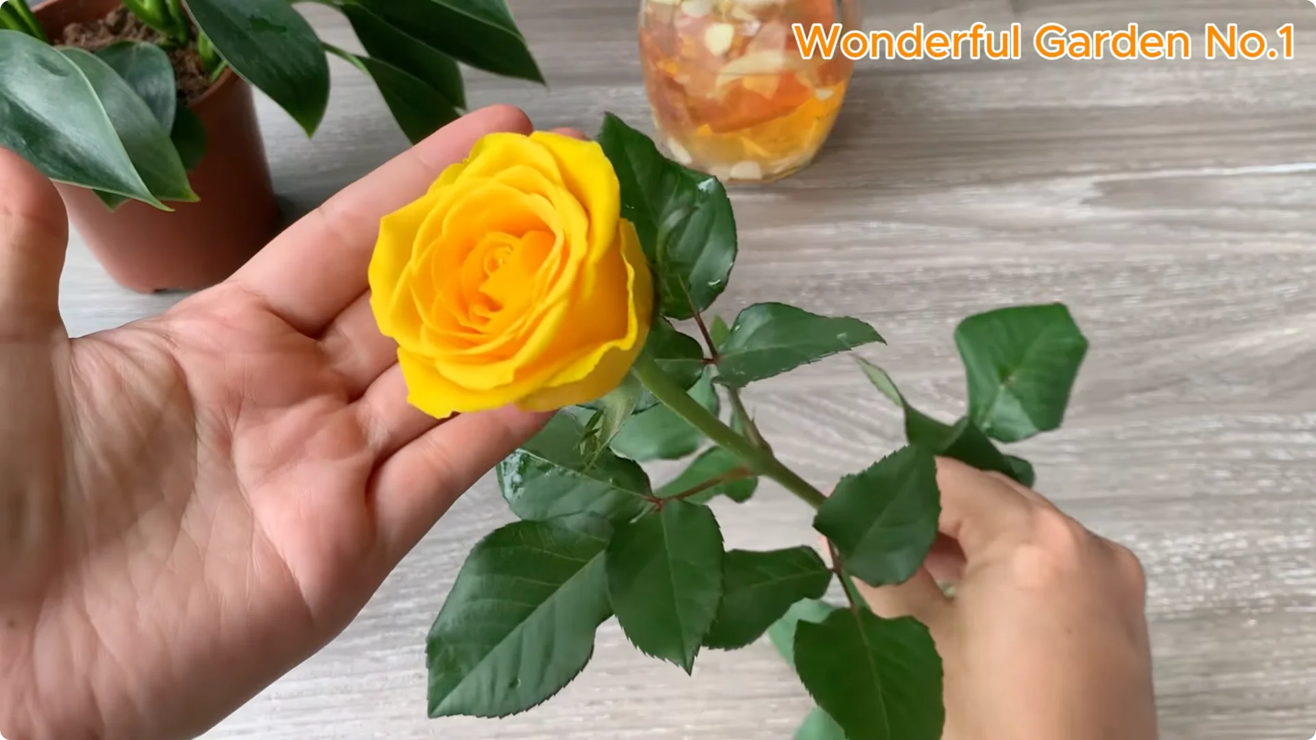 How One Rose Cutting Can Grow Hundreds of Roots screenshot 4