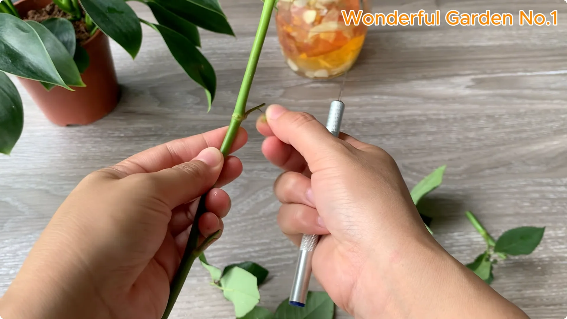 How One Rose Cutting Can Grow Hundreds of Roots screenshot 5