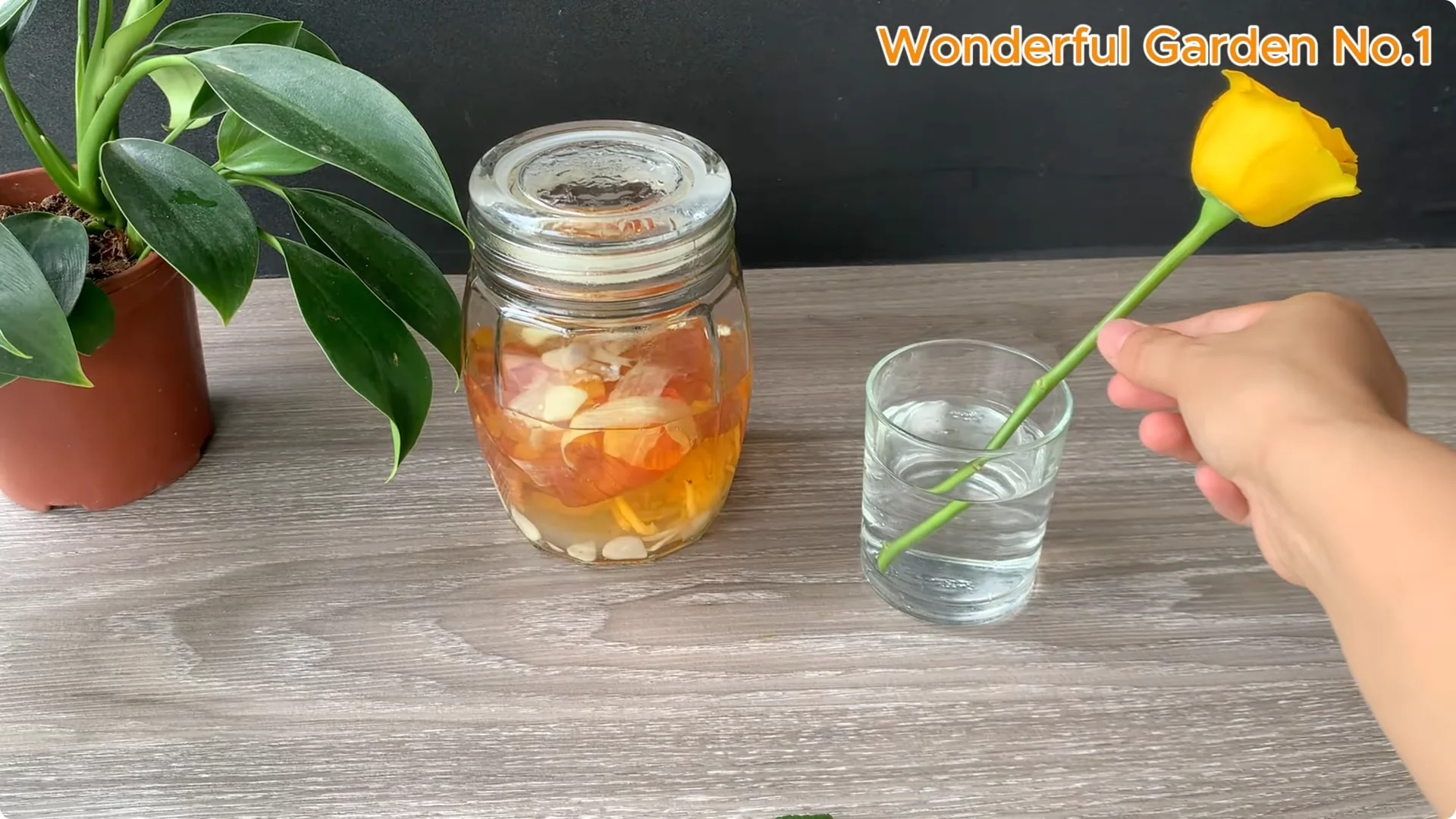 How One Rose Cutting Can Grow Hundreds of Roots screenshot 6