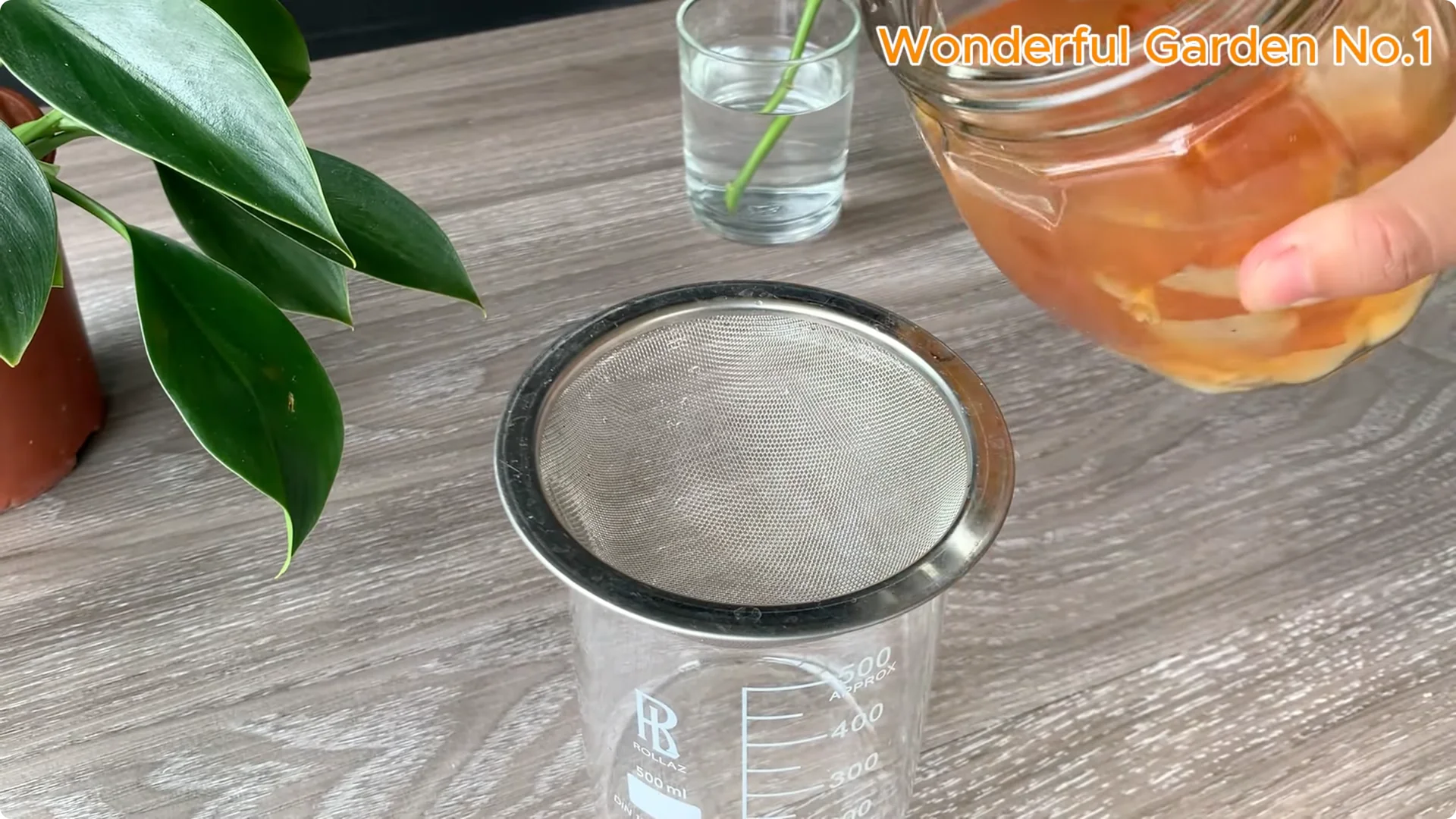 How One Rose Cutting Can Grow Hundreds of Roots screenshot 7