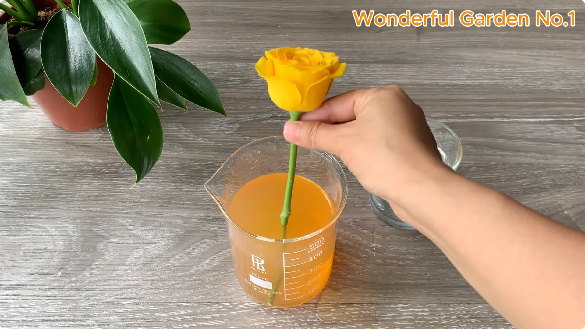 How One Rose Cutting Can Grow Hundreds of Roots screenshot 8