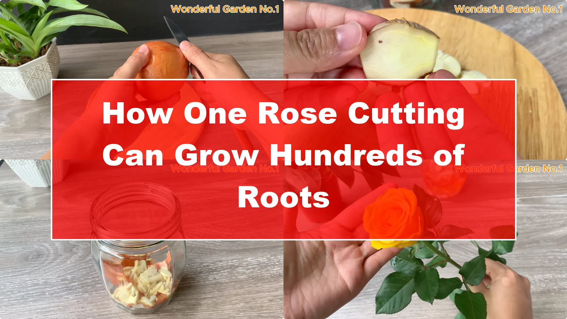 How One Rose Cutting Can Grow Hundreds of Roots - Featured Image
