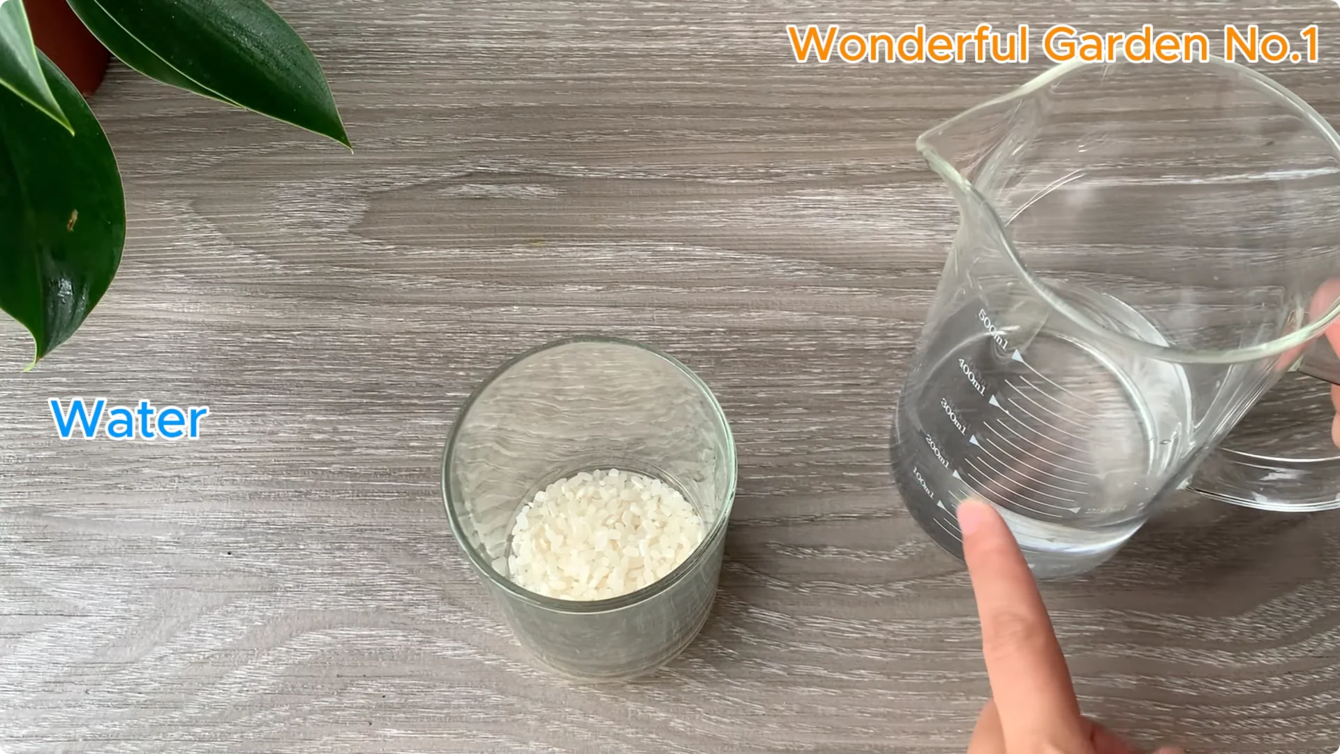 How One Spoon Can Speed Up Rose Cuttings Rooting screenshot 1