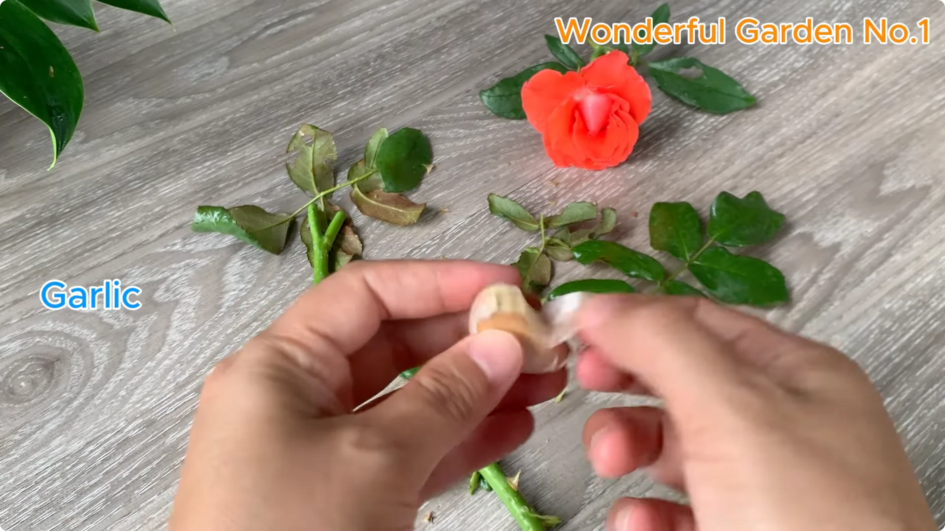 How One Spoon Can Speed Up Rose Cuttings Rooting screenshot 4