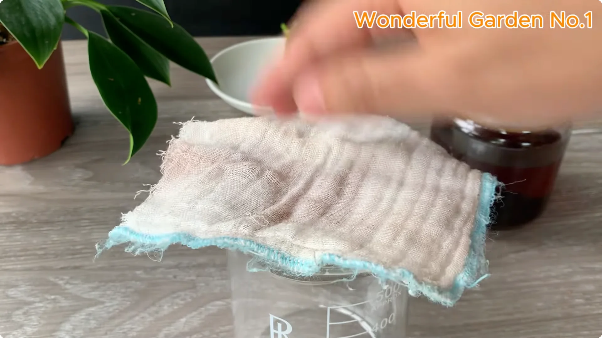 How One Spoon Can Speed Up Rose Cuttings Rooting screenshot 5