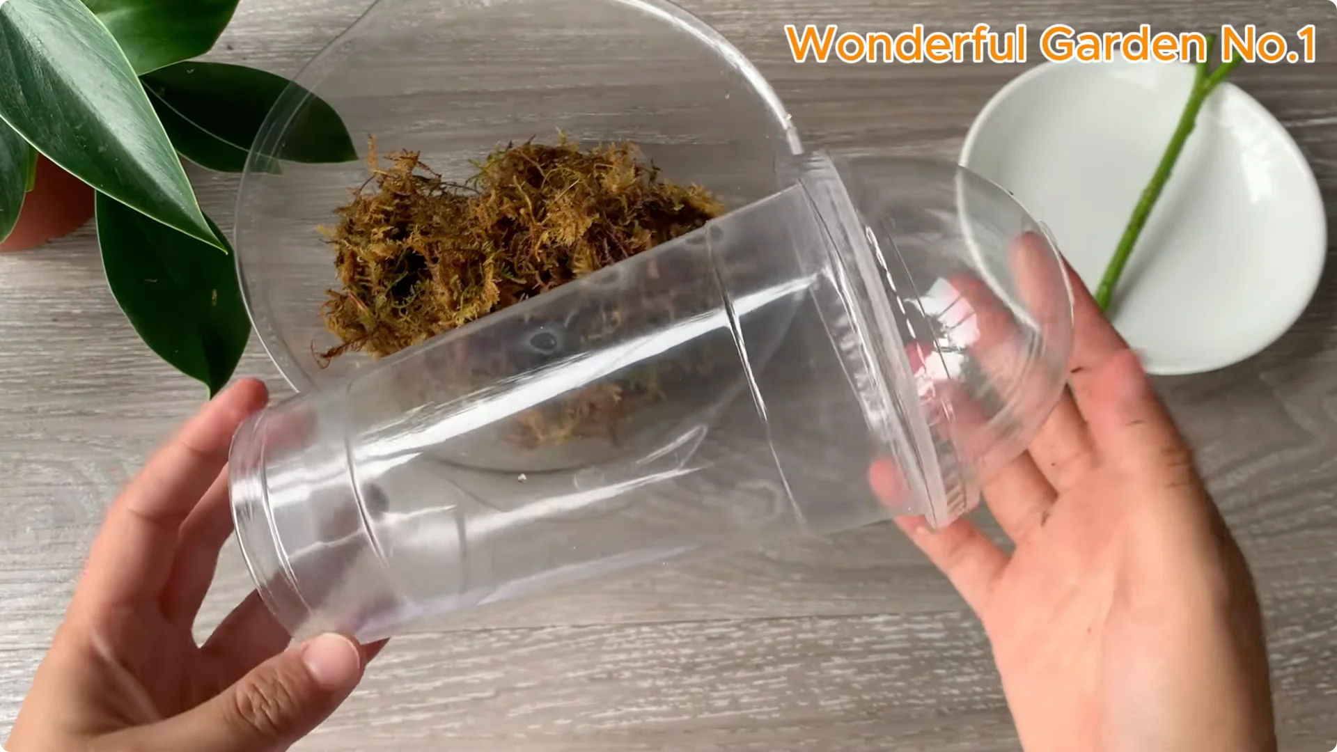 How One Spoon Can Speed Up Rose Cuttings Rooting screenshot 6