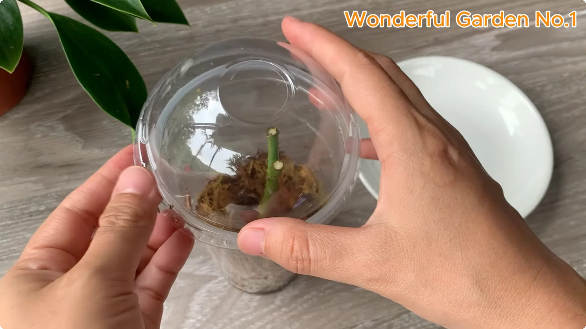 How One Spoon Can Speed Up Rose Cuttings Rooting screenshot 7