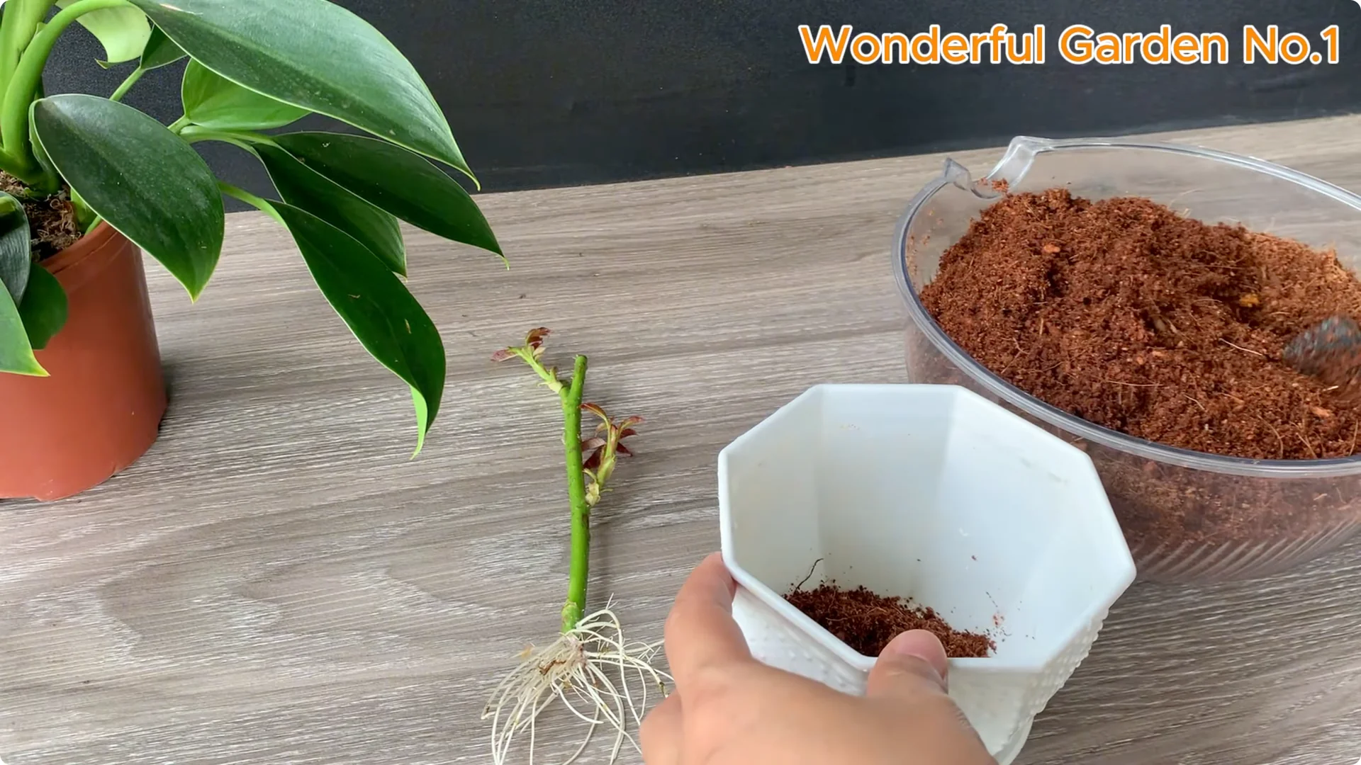 How One Spoon Can Speed Up Rose Cuttings Rooting screenshot 9