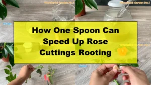 How One Spoon Can Speed Up Rose Cuttings Rooting - Featured Image