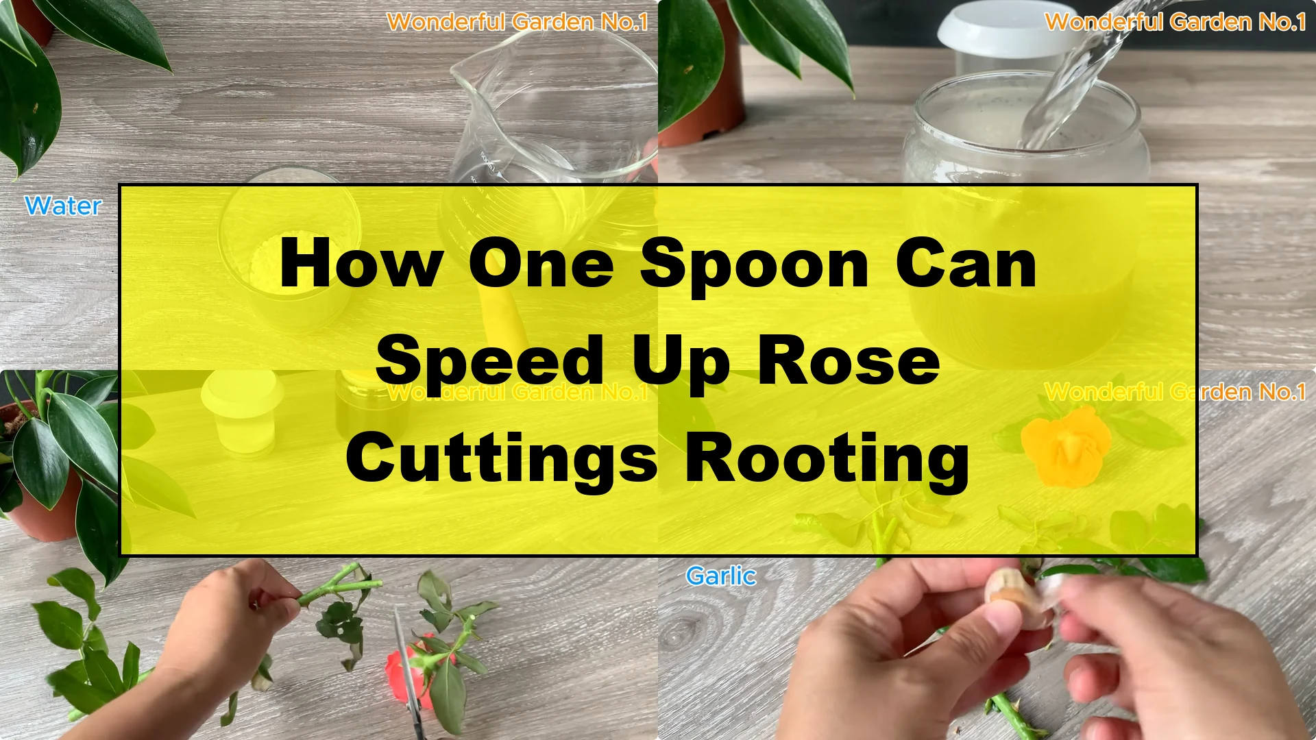 How One Spoon Can Speed Up Rose Cuttings Rooting - Featured Image