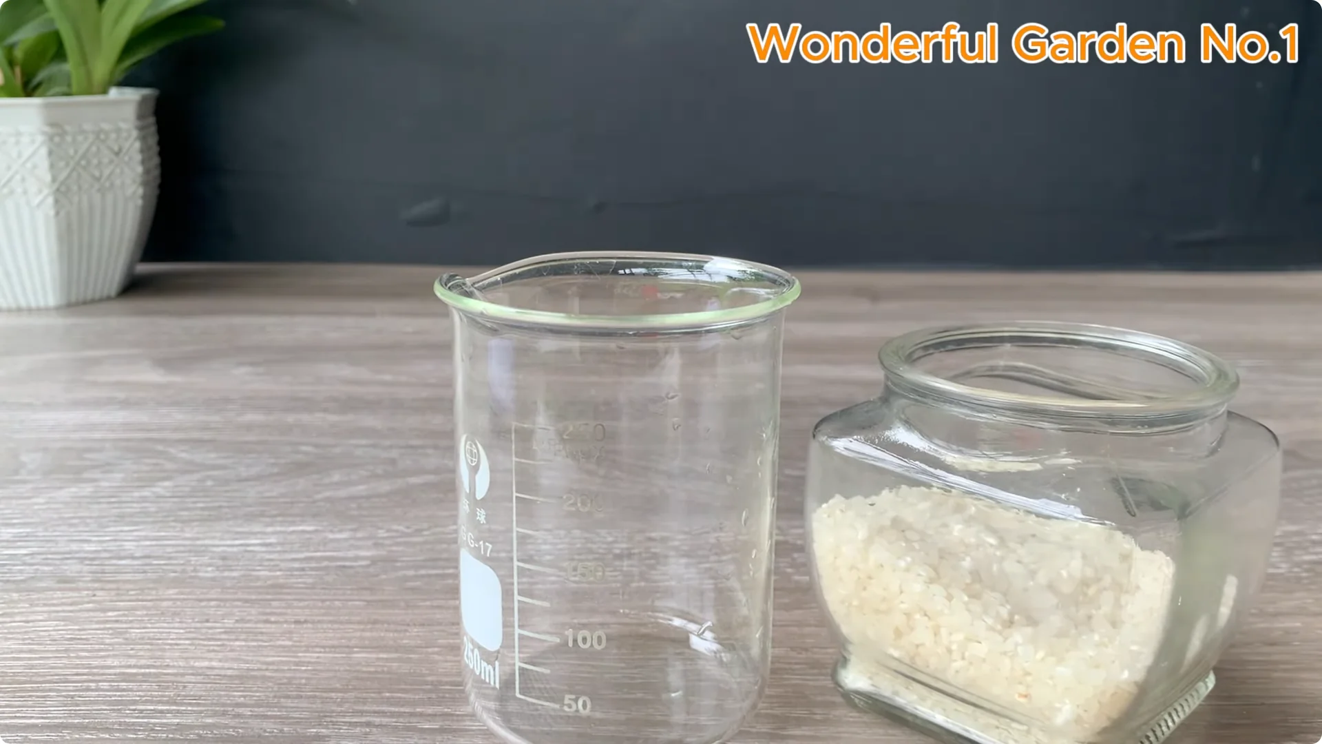 How Soaking Rose Cuttings in Water Sparks Fast Rooting and Blooming screenshot 1