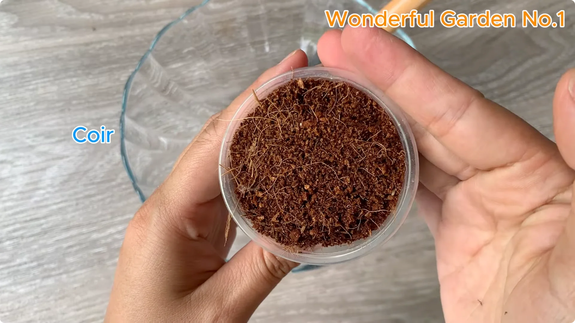 How Soaking Rose Cuttings in Water Sparks Fast Rooting and Blooming screenshot 10