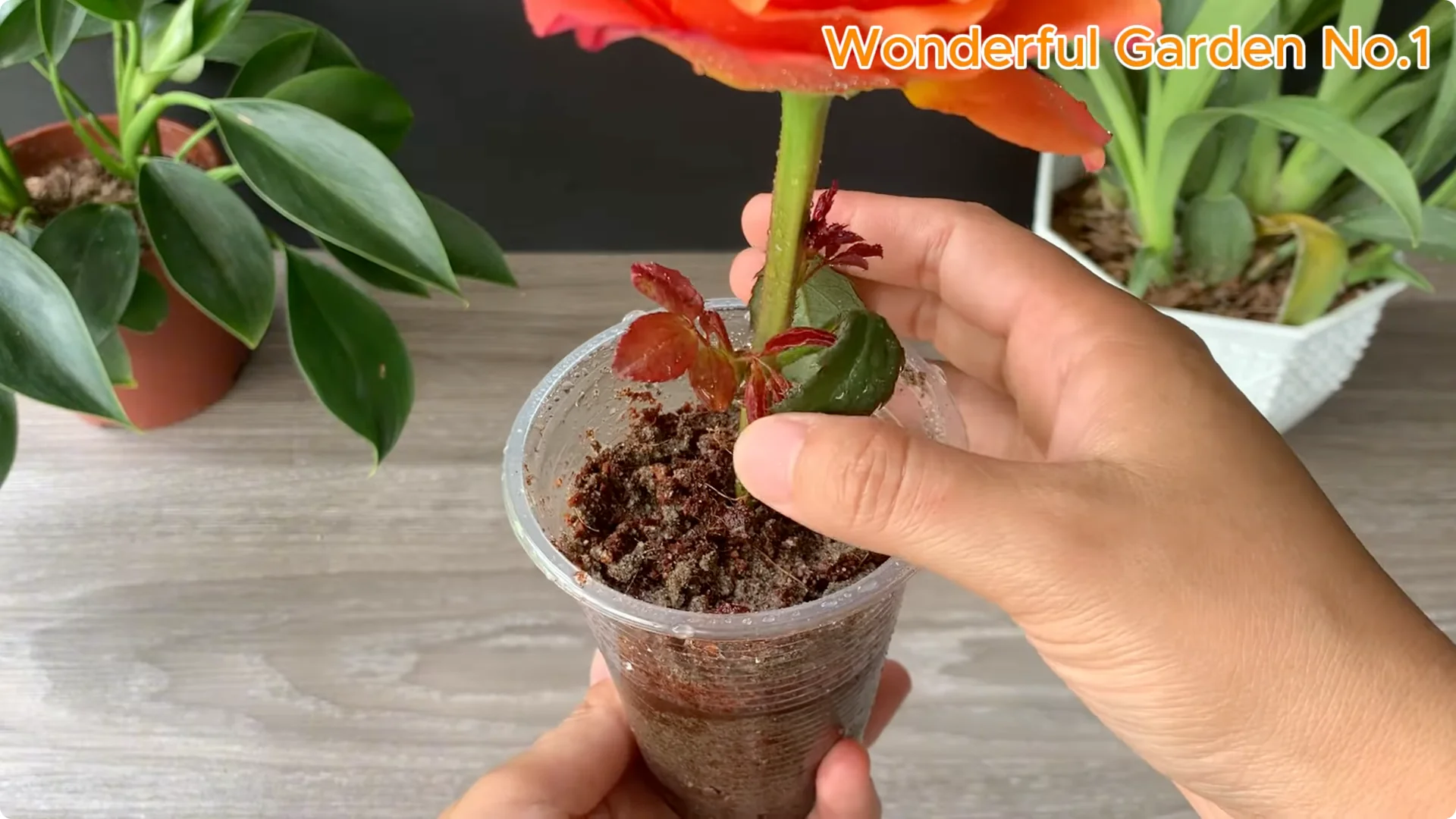How Soaking Rose Cuttings in Water Sparks Fast Rooting and Blooming screenshot 12