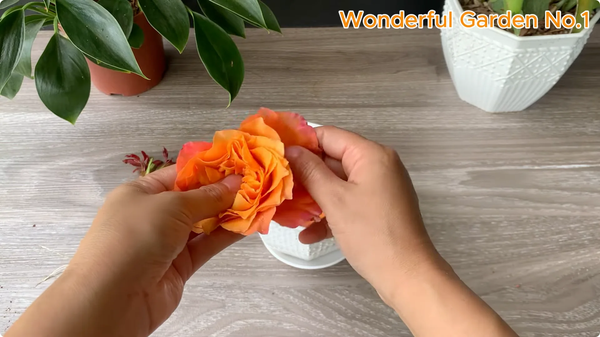 How Soaking Rose Cuttings in Water Sparks Fast Rooting and Blooming screenshot 13