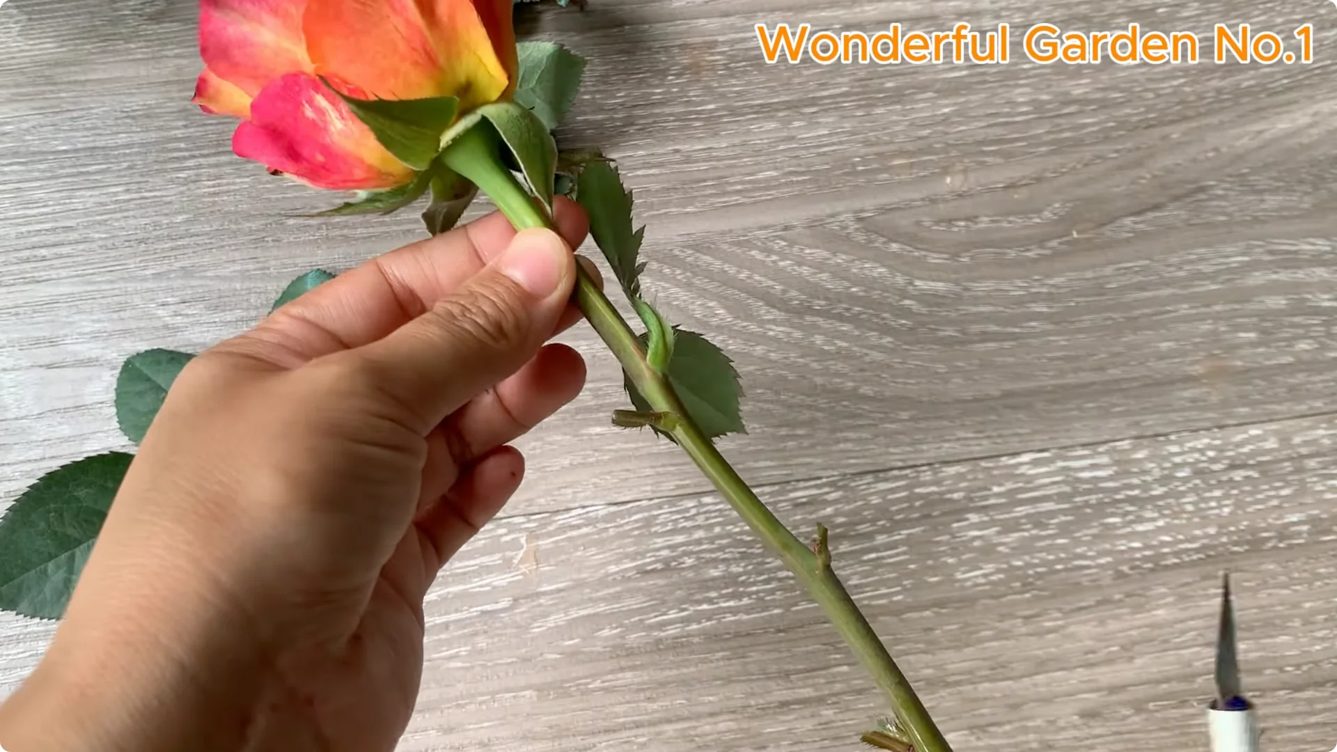 How Soaking Rose Cuttings in Water Sparks Fast Rooting and Blooming screenshot 9