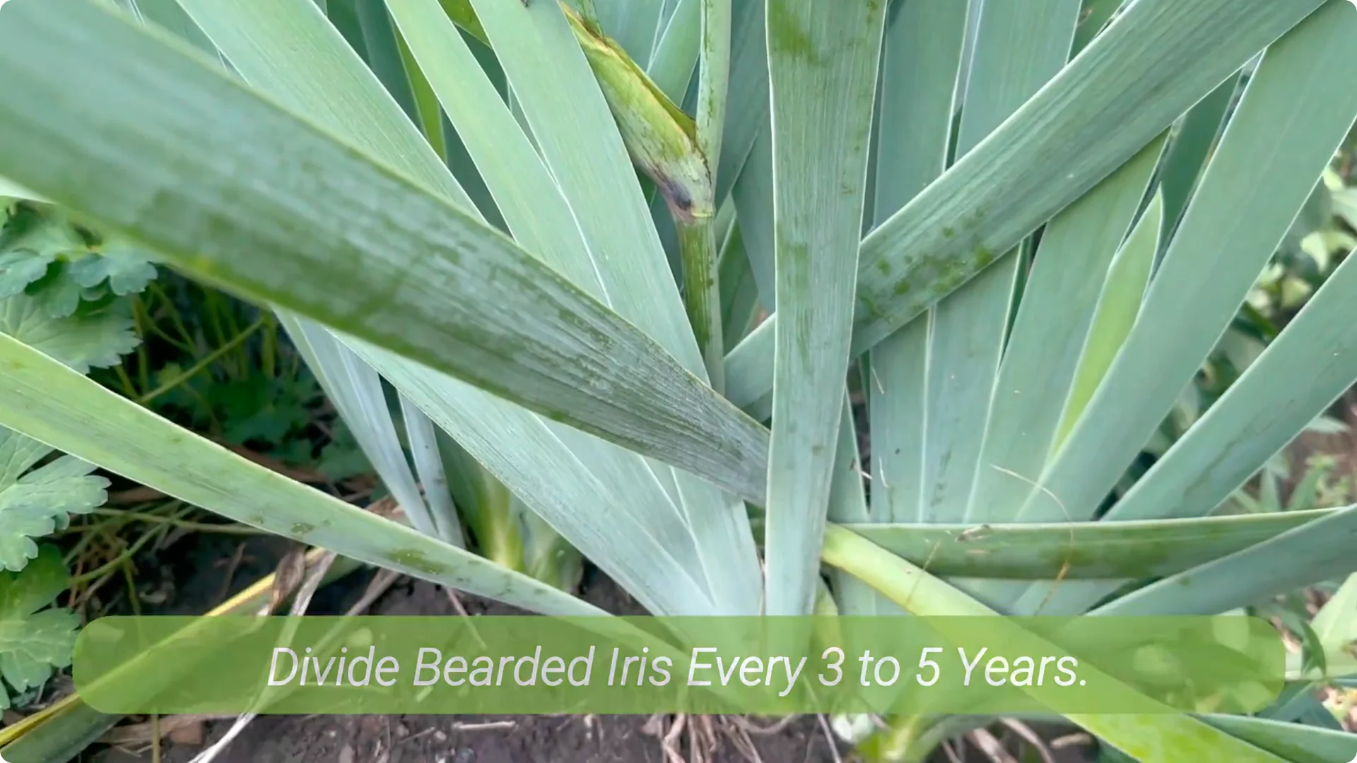 How to Divide Irises to Maximize Blooms Effectively screenshot 1