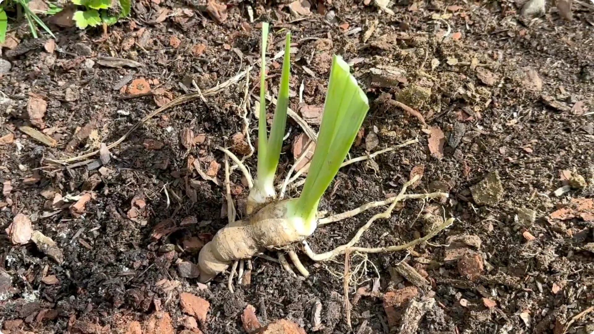 How to Divide Irises to Maximize Blooms Effectively screenshot 10