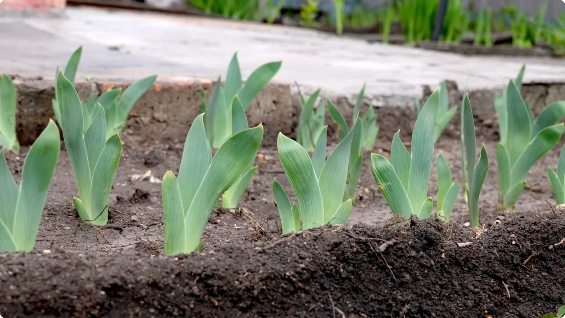 How to Divide Irises to Maximize Blooms Effectively screenshot 11