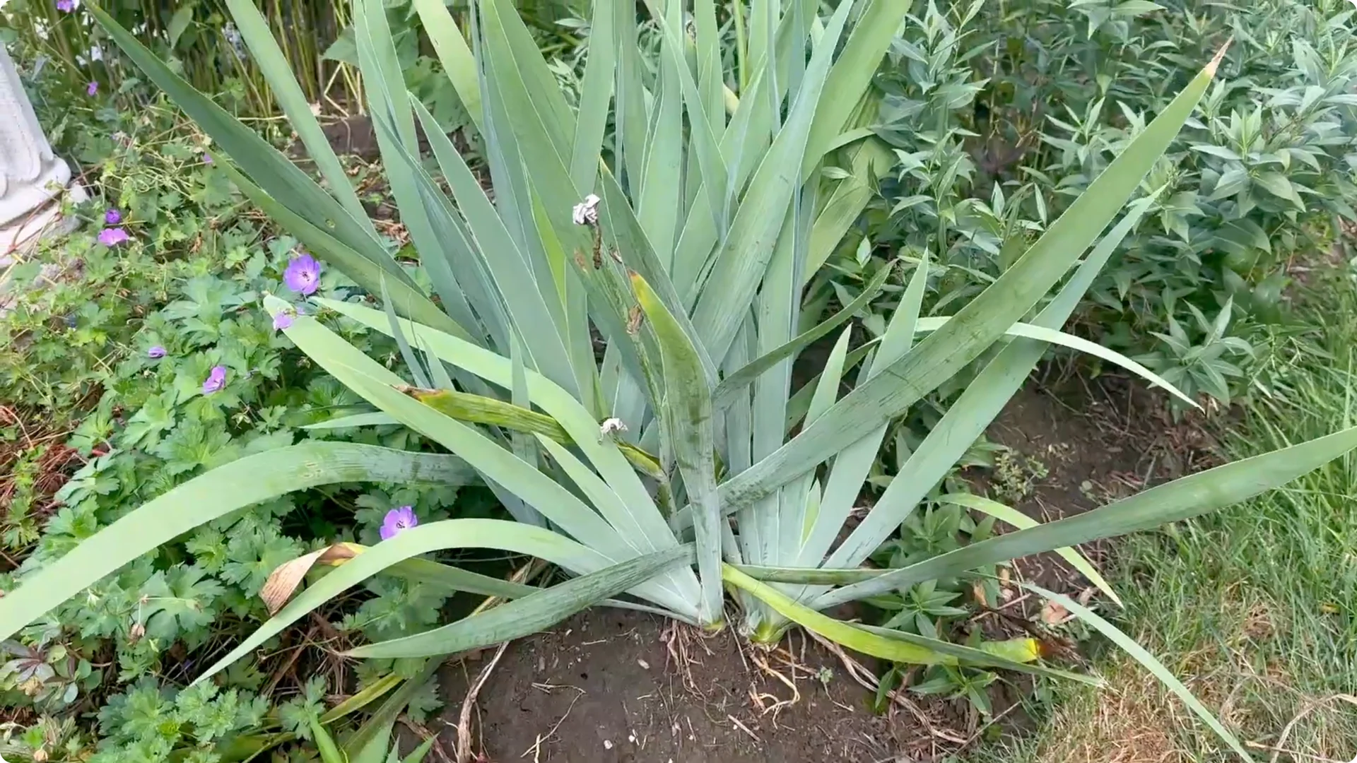 How to Divide Irises to Maximize Blooms Effectively screenshot 2