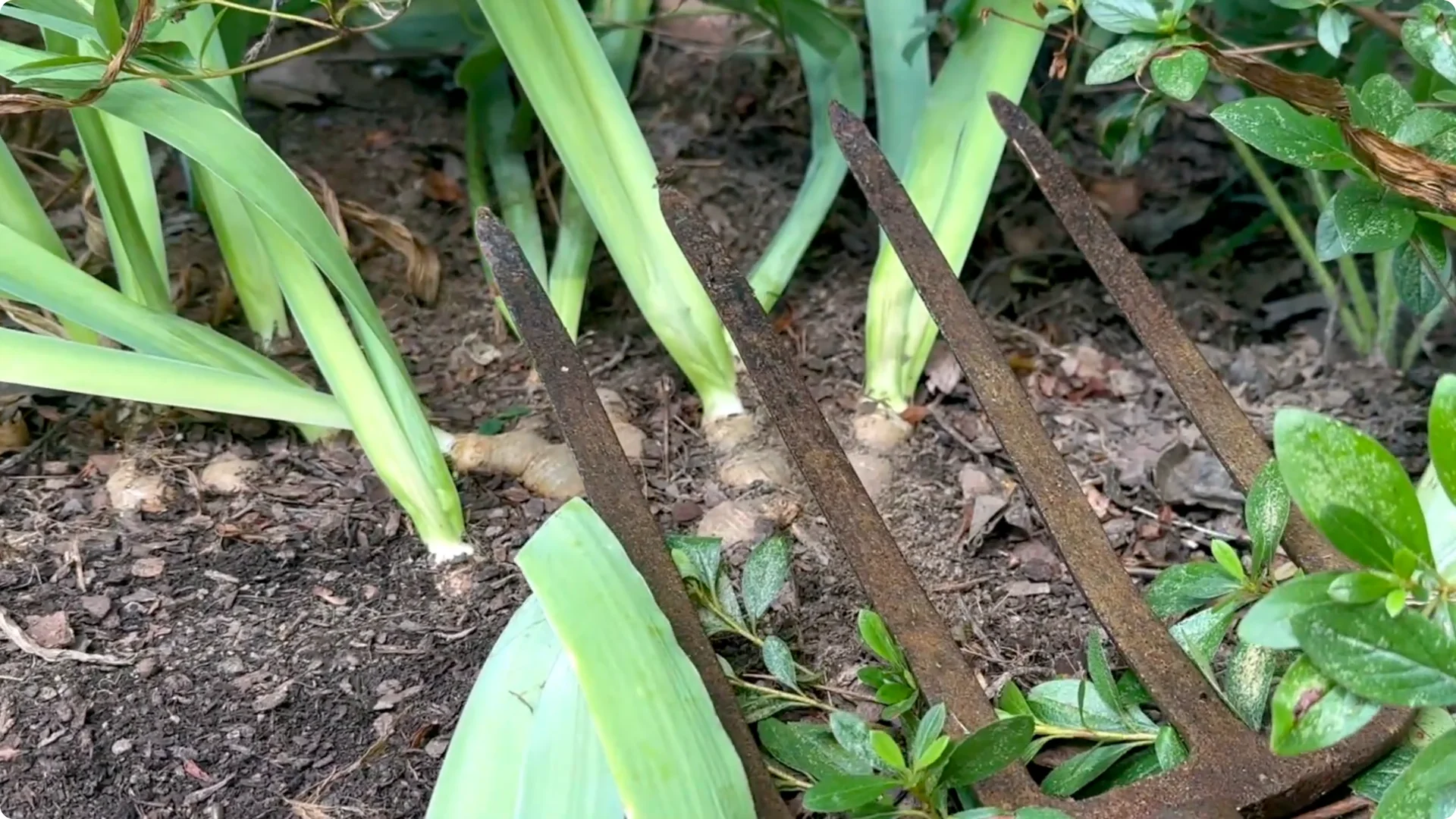 How to Divide Irises to Maximize Blooms Effectively screenshot 3