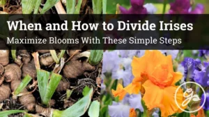 How to Divide Irises to Maximize Blooms Effectively - Featured Image
