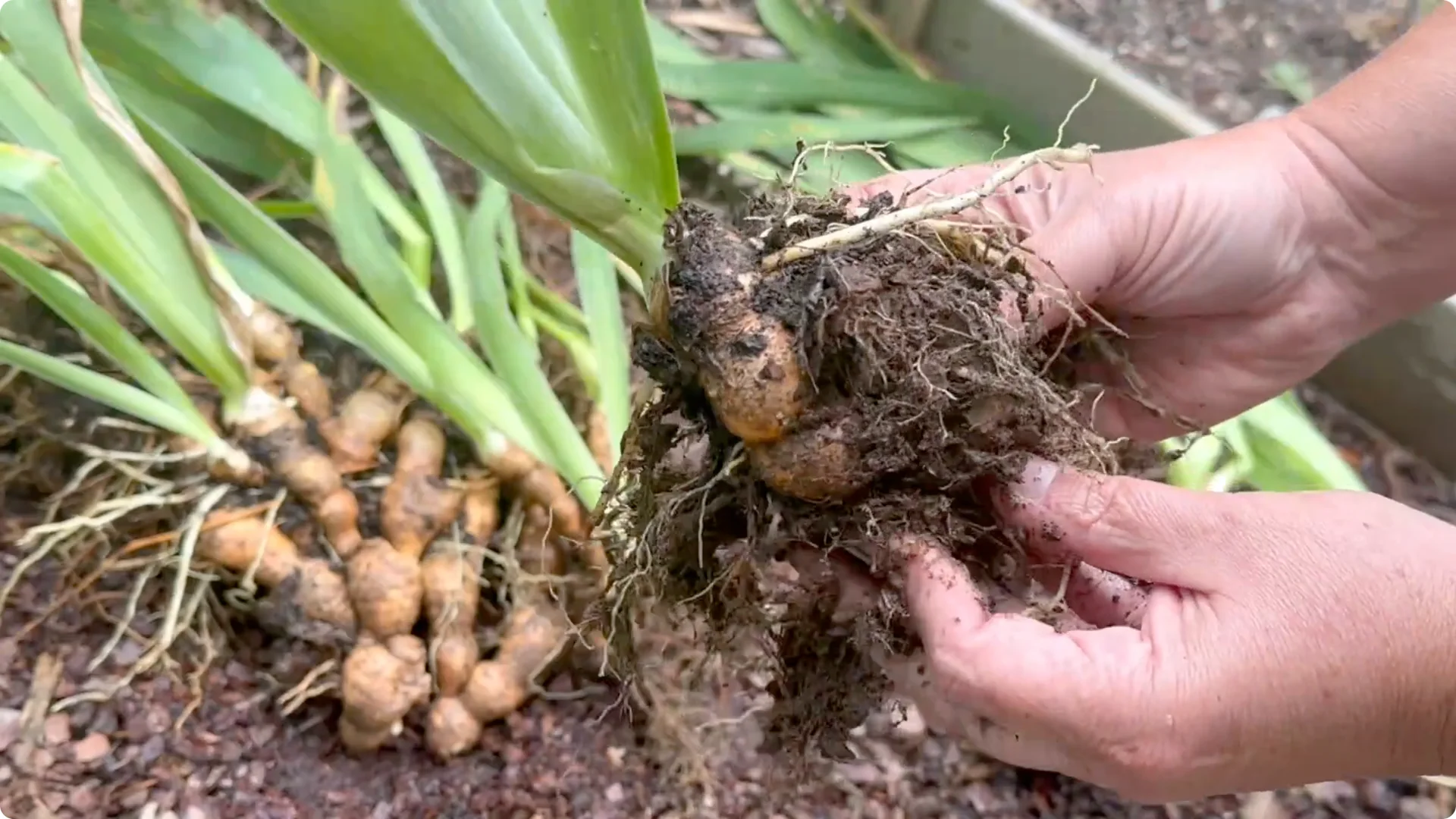 How to Divide Irises to Maximize Blooms Effectively screenshot 4