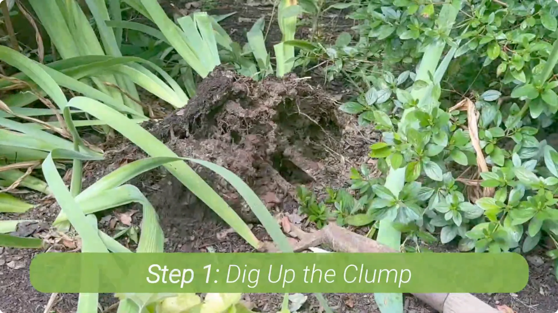 How to Divide Irises to Maximize Blooms Effectively screenshot 5